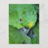 Green Amazon Parrot Postkarte (Vorderseite)