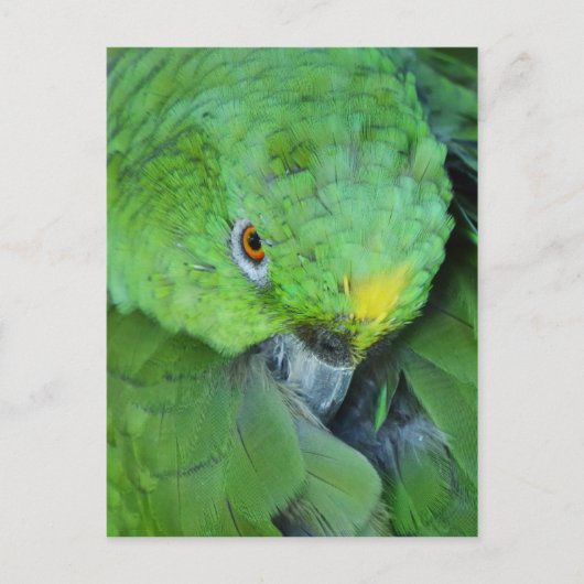 Green Amazon Parrot Postkarte (Vorderseite)