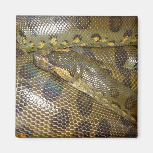 Green Anaconda Magnet (Vorne)