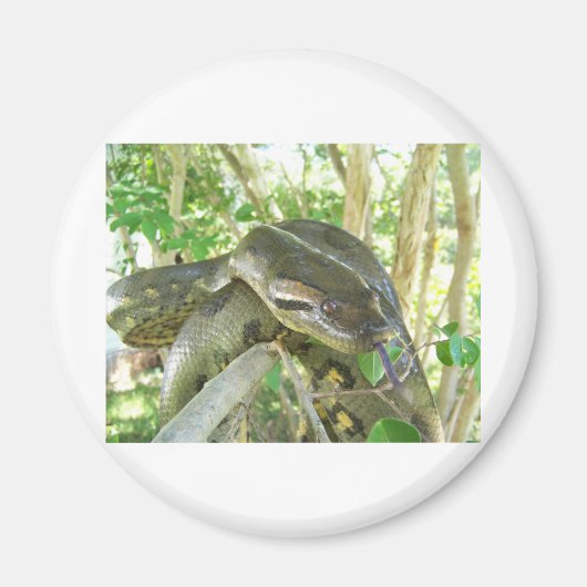 Green Anaconda Magnet (Vorne)