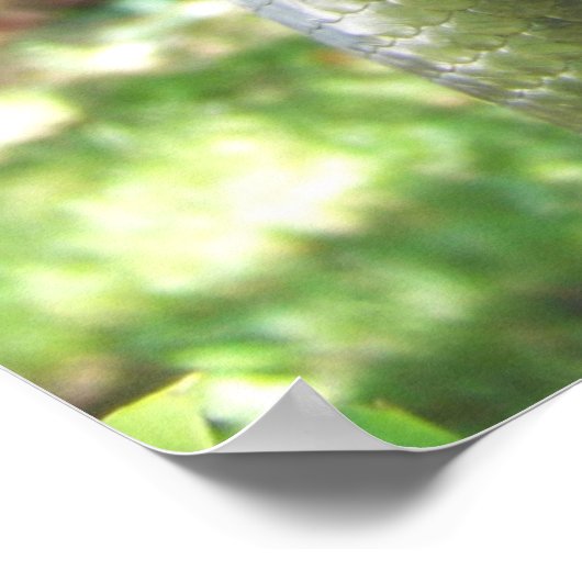 Green Anaconda Poster (Ecke)