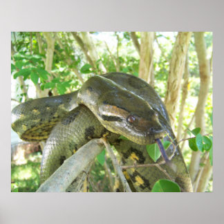 Green Anaconda Poster