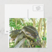 Green Anaconda Postkarte (Vorne/Hinten)
