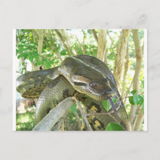 Green Anaconda Postkarte (Vorderseite)