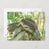 Green Anaconda Postkarte (Vorne/Hinten)