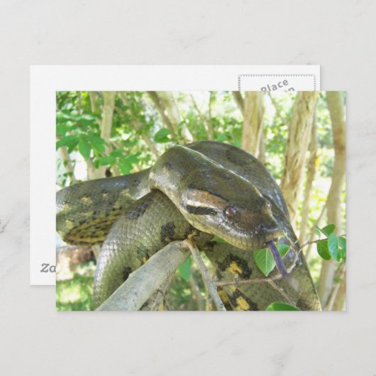 Green Anaconda Postkarte (Vorne/Hinten)