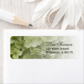 Green Annabelle Hydrangea Rücksendeadresse (Insitu)