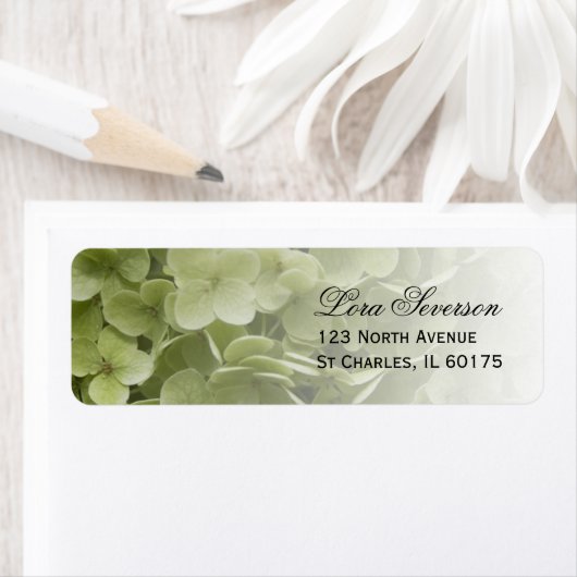 Green Annabelle Hydrangea Rücksendeadresse (Insitu)