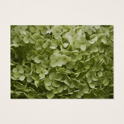 Green Annabelle Hydrangea Wedding Wohltätigkeit Fa (Rückseite)