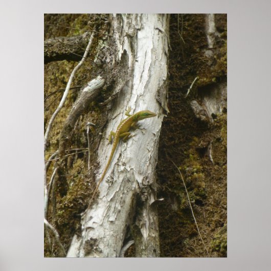 Green Anole BIG ISLAND HAWAII Poster (Vorne)