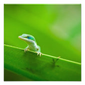 Green Anole Lizard Encounter Art Fotografie (Vorne)