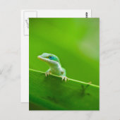 Green Anole Lizard Encounter Art Fotografie Postkarte (Vorne/Hinten)