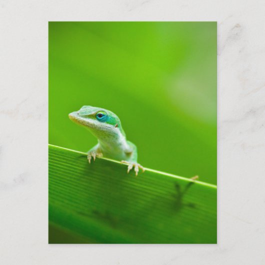 Green Anole Lizard Encounter Art Fotografie Postkarte (Vorderseite)