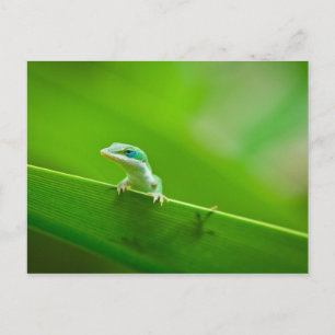 Green Anole Lizard Encounter Art Fotografie Postkarte