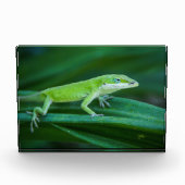 Green Anole Lizard Fotoblock (Vorderseite)