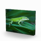 Green Anole Lizard Fotoblock (Rechts)