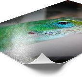 Green Anole Lizard Fotodruck (Ecke)
