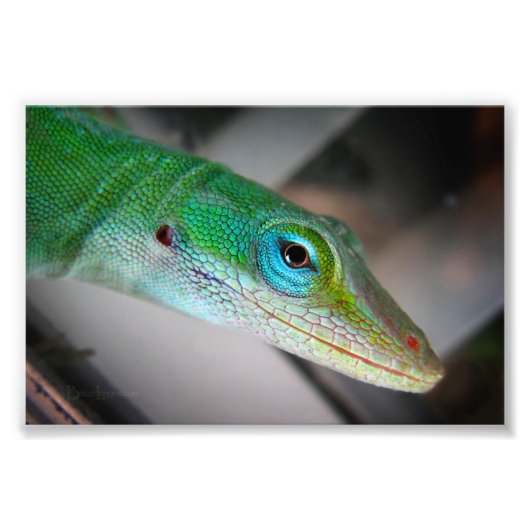 Green Anole Lizard Fotodruck (Vorne)
