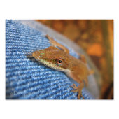Green Anole Lizard Fotodruck (Vorne)