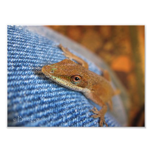 Green Anole Lizard Fotodruck (Vorne)