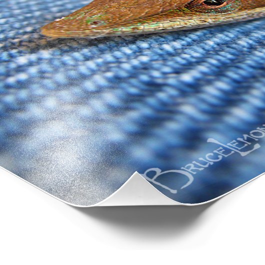 Green Anole Lizard Fotodruck (Ecke)