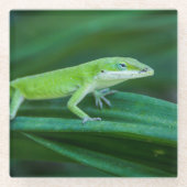 Green Anole Lizard Glasuntersetzer (Vorderseite)