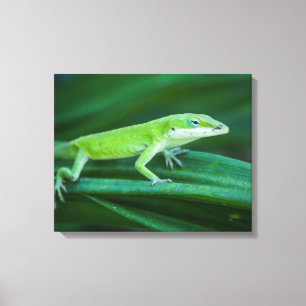Green Anole Lizard Leinwanddruck
