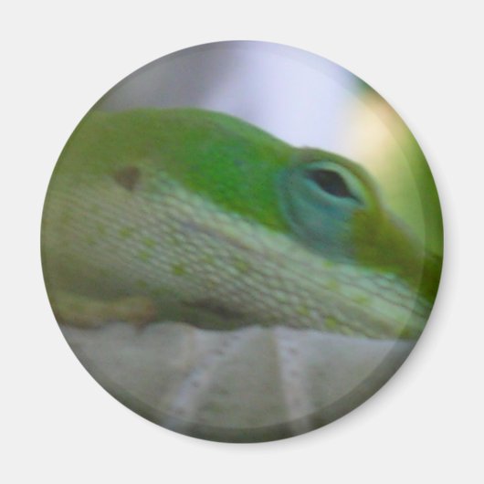 Green Anole Lizard Magnet (Vorne)