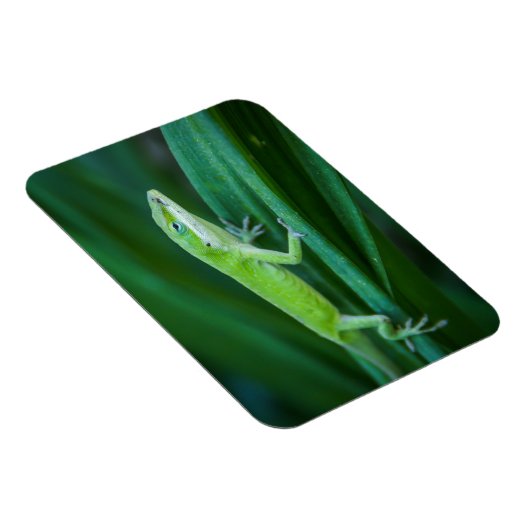 Green Anole Lizard Magnet (Rechte Seite)