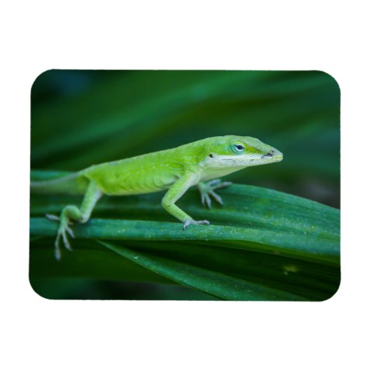 Green Anole Lizard Magnet (Horizontal)