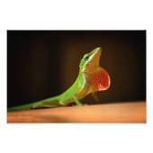 Green Anole Lizard mit Red Thraot Fotodruck (Vorne)