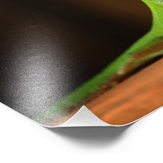 Green Anole Lizard mit Red Thraot Fotodruck (Ecke)