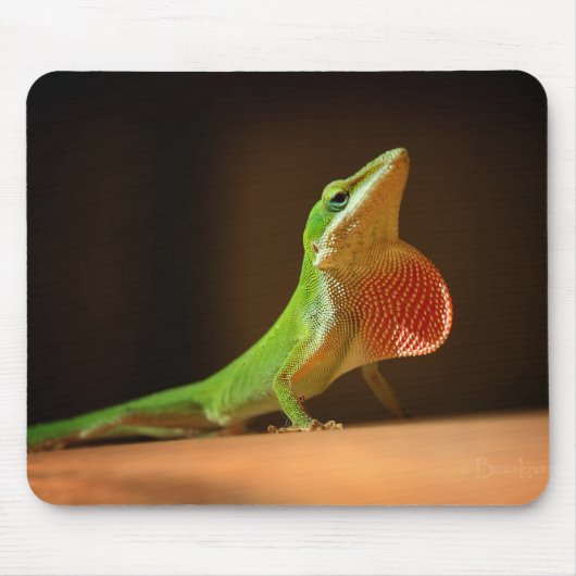 Green Anole Lizard mit Red Thraot Mousepad (Vorne)