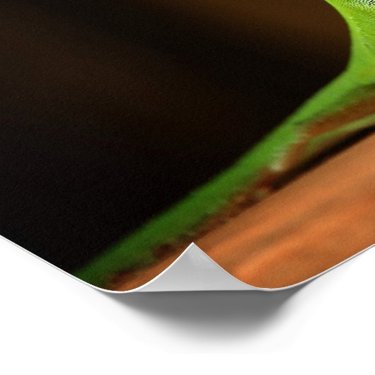Green Anole Lizard mit Red Thraot Poster (Ecke)
