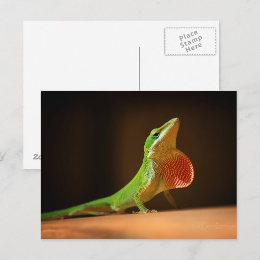 Green Anole Lizard mit Red Thraot Postkarte (Vorne/Hinten)