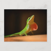 Green Anole Lizard mit Red Thraot Postkarte (Vorderseite)