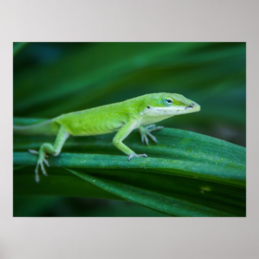 Green Anole Lizard Poster (Vorne)