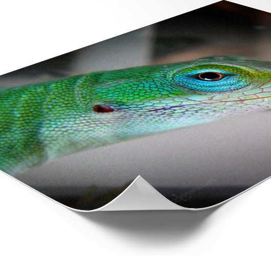 Green Anole Lizard Poster (Ecke)