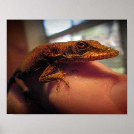 Green Anole Lizard Poster (Vorne)