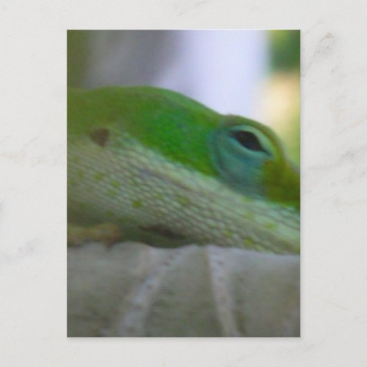 Green Anole Lizard Postkarte (Vorderseite)