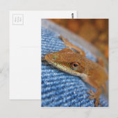 Green Anole Lizard Postkarte (Vorne/Hinten)
