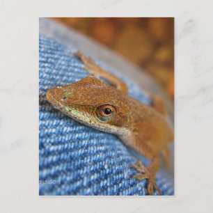 Green Anole Lizard Postkarte