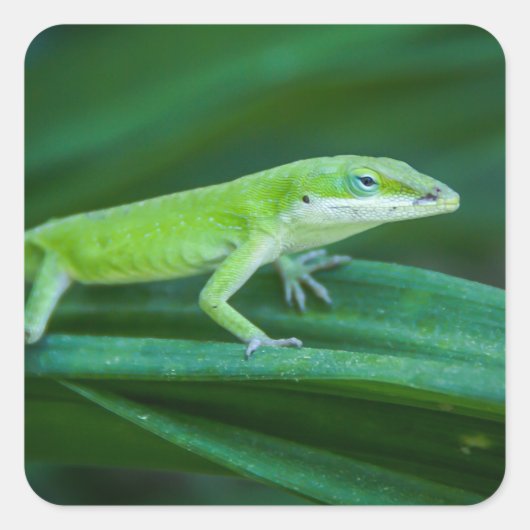 Green Anole Lizard Quadratischer Aufkleber (Vorderseite)