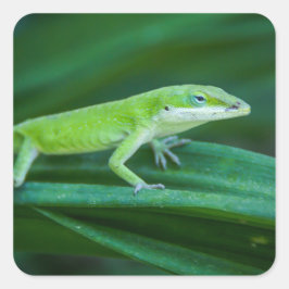 Green Anole Lizard Quadratischer Aufkleber