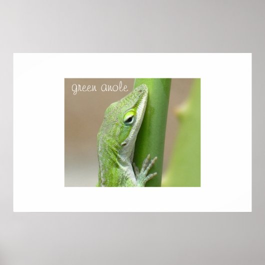 Green Anole Poster (Vorne)