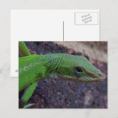 Green Anole Postkarte (Vorne/Hinten)