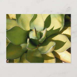 "Green Arizona" Postkarte