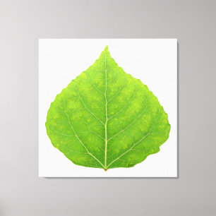 Green Aspen Leaf #11 Leinwanddruck