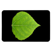 Green Aspen Leaf #11 Magnet (Horizontal)