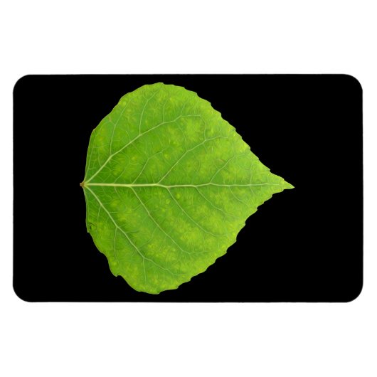 Green Aspen Leaf #11 Magnet (Horizontal)